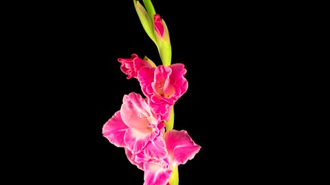 Flowers growing on a stem on a green background