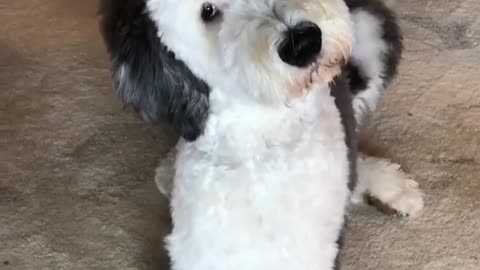 Funny Dogs Videos 2021