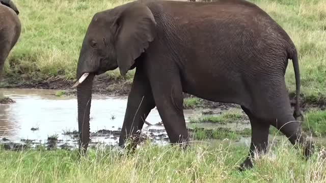 Elephant funny footage