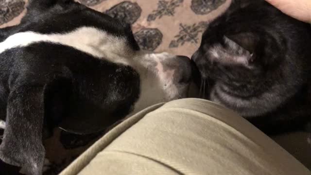 Our Pitbull pup is trying her best to be our new family member the best friend ..lol WATCH..