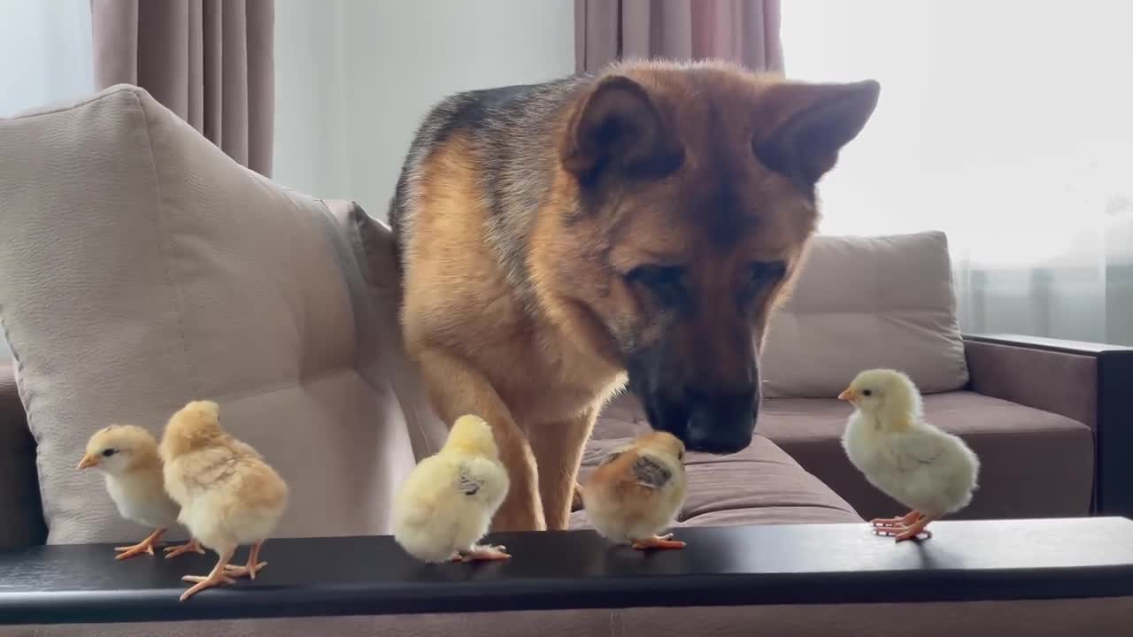 German Shepherd Dog Befriends with Baby Chicks