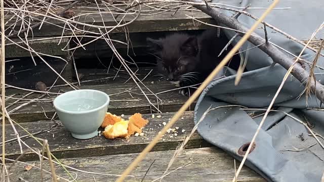 Feeding Wild Baby Cats