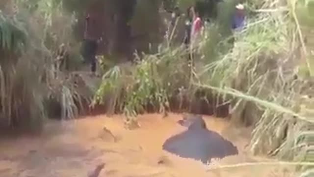 The elephant was drowning but look what they do ...