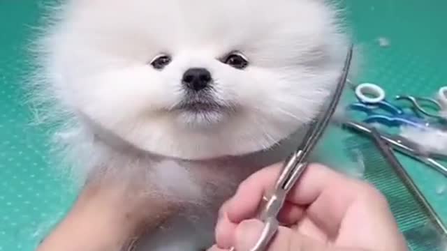 Cute and funny dog 🐶