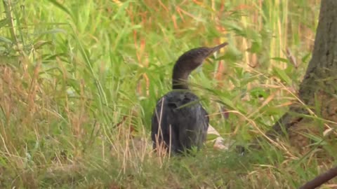 343 Toussaint Wildlife - Oak Harbor Ohio - Gracious Cormorant Leisure's On The Shore