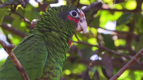 Breathtaking Colorful Birds of the Rainforest2 Part.VRfhHS