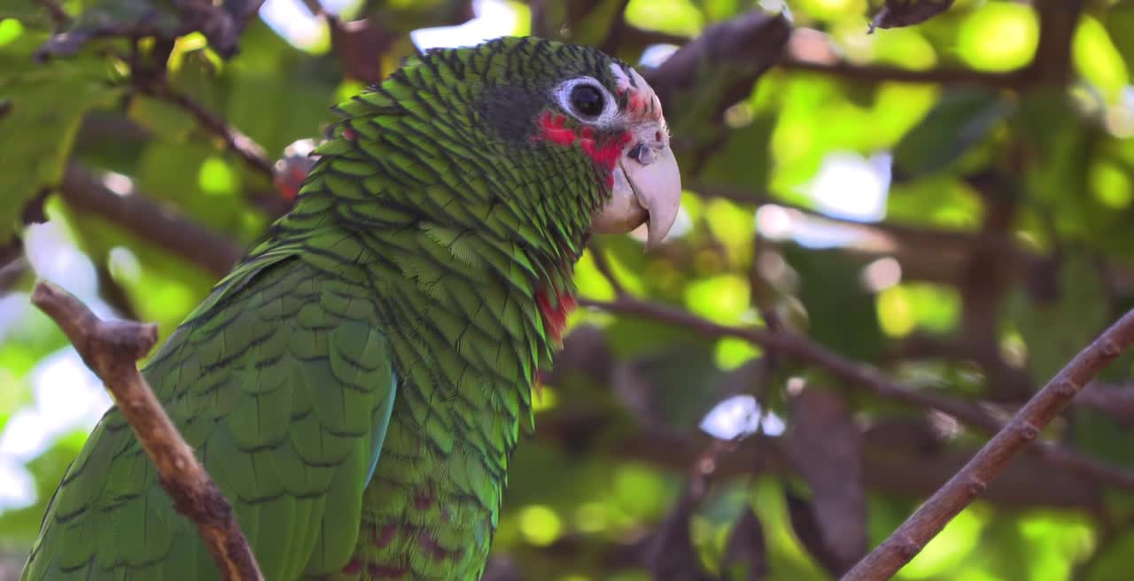 Breathtaking Colorful Birds of the Rainforest2 Part.VRfhHS