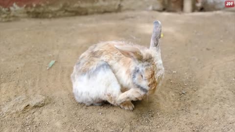 Rabbit Body Language Explained