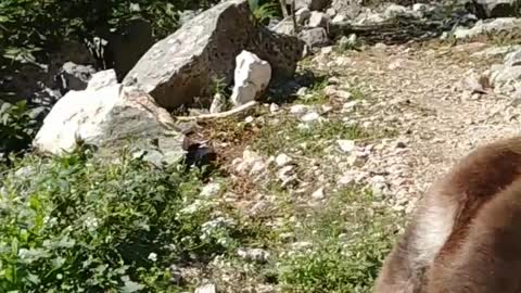 Donkey rest on mountain