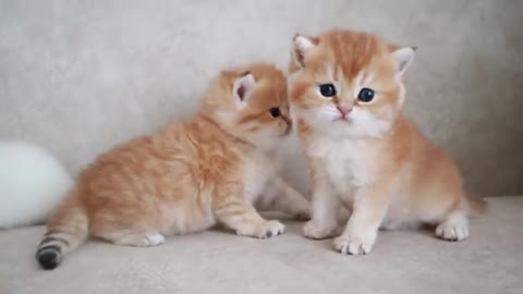 The most dangerous kittens in the world