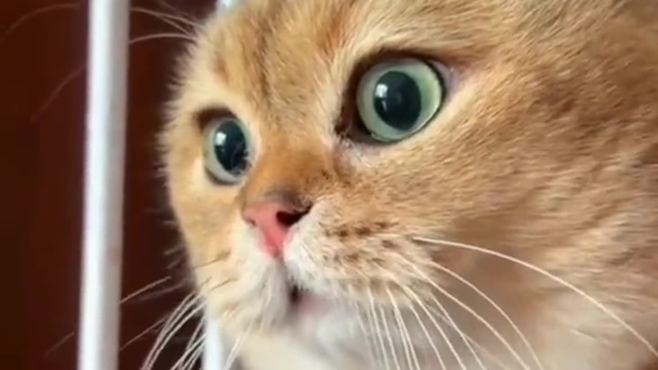 The Purr-fect Prank: The Biggest Wet Willy - Funny Cat Edition