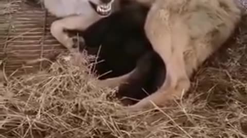 wolf protected her babies