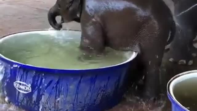 Elephant bathing time