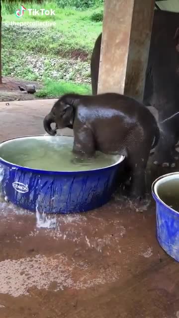 Elephant bathing time