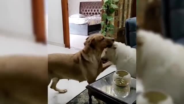 Nanny dog thoroughly enjoys babysitting his little sister