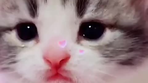 funny cat**