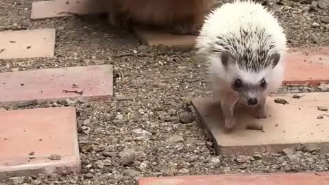 Hedgehog Lucy And Dog Baron