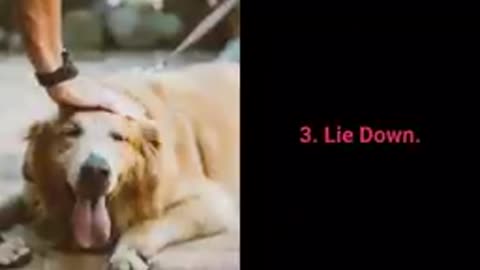 The Basic Dog Training... The Top Commands that every dog have to know..