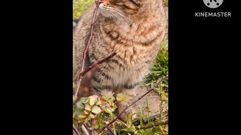 Very Very cute cat 🐈 video watch this