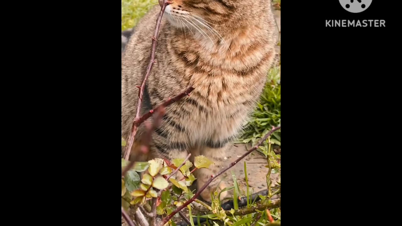 Very Very cute cat 🐈 video watch this