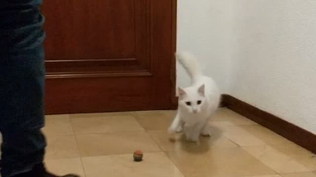 Slowmo white cat bats red rolling ball then freaks out jumps