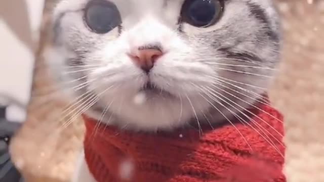 Lovely Baby Cat, Funny cats 😹 Cute and Funny Animals Compilation