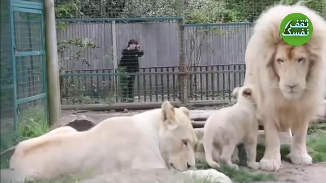 Seven most beautiful animals in the world