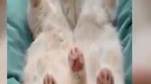 Funny Cat 🐈 videos