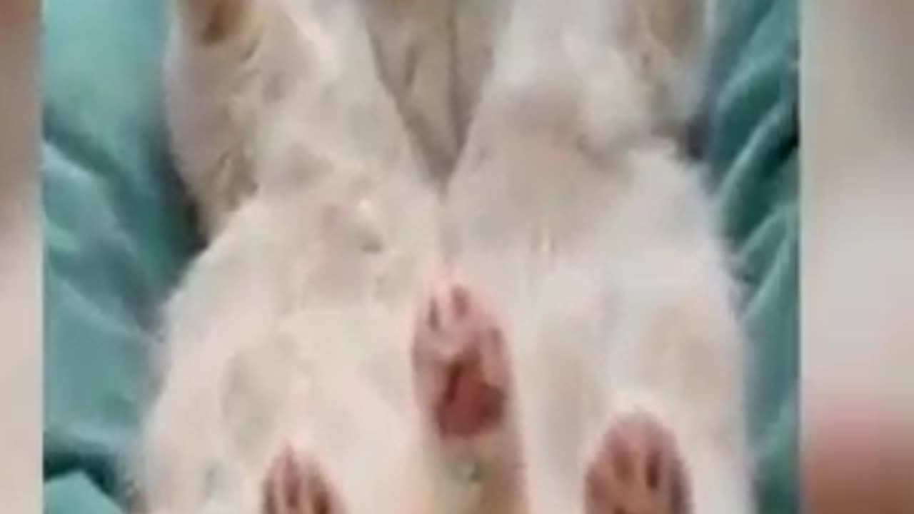Funny Cat 🐈 videos