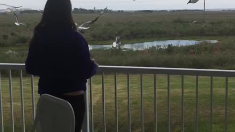 Feeding birds