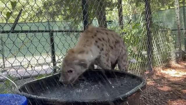 Enjoy a video of Malachi playing in his water