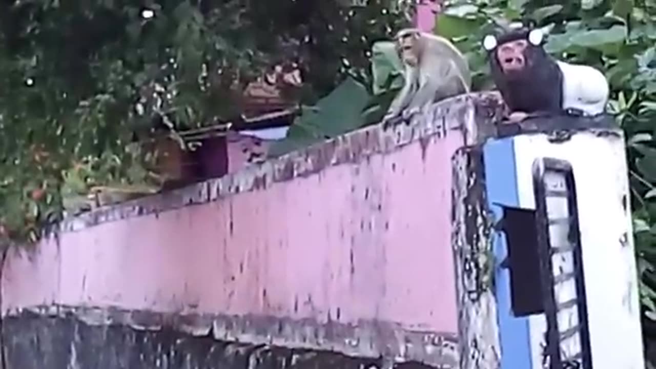 Cat vs monkey