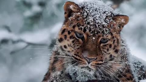 Amur #leopard enjoying the snow in Norway