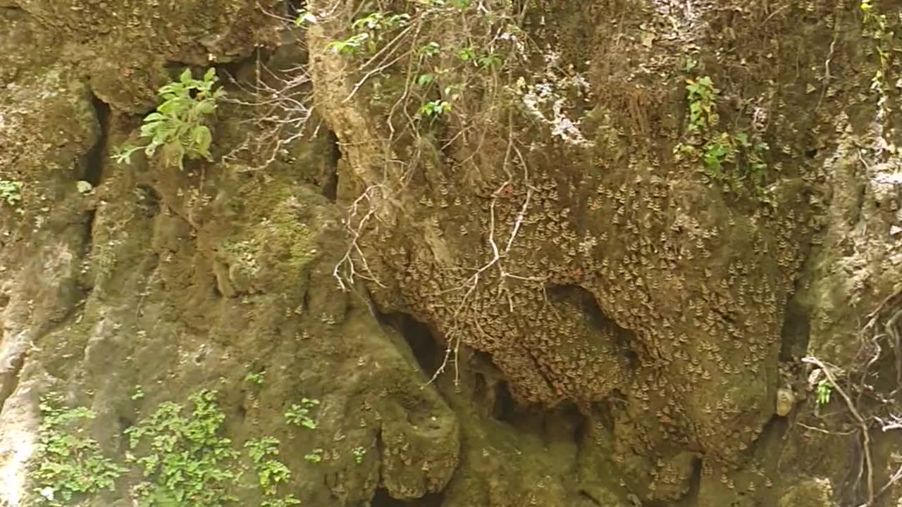 Valley of the butterflies