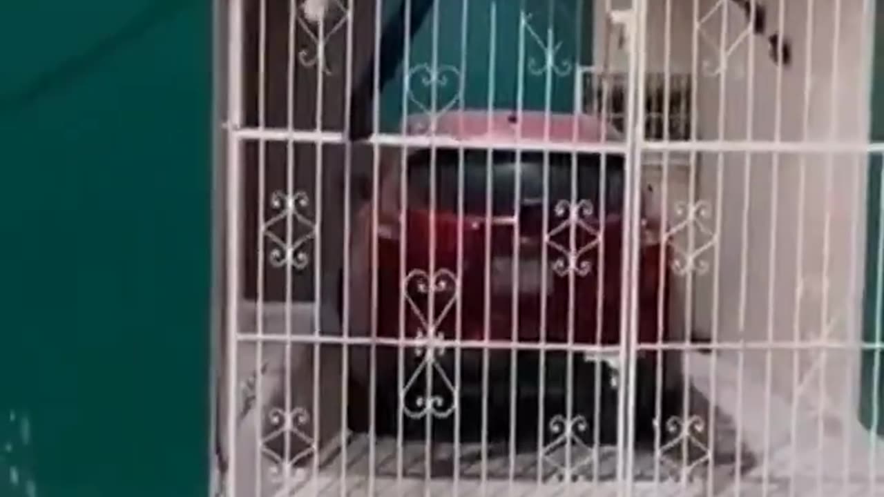 Thief Gets Stuck