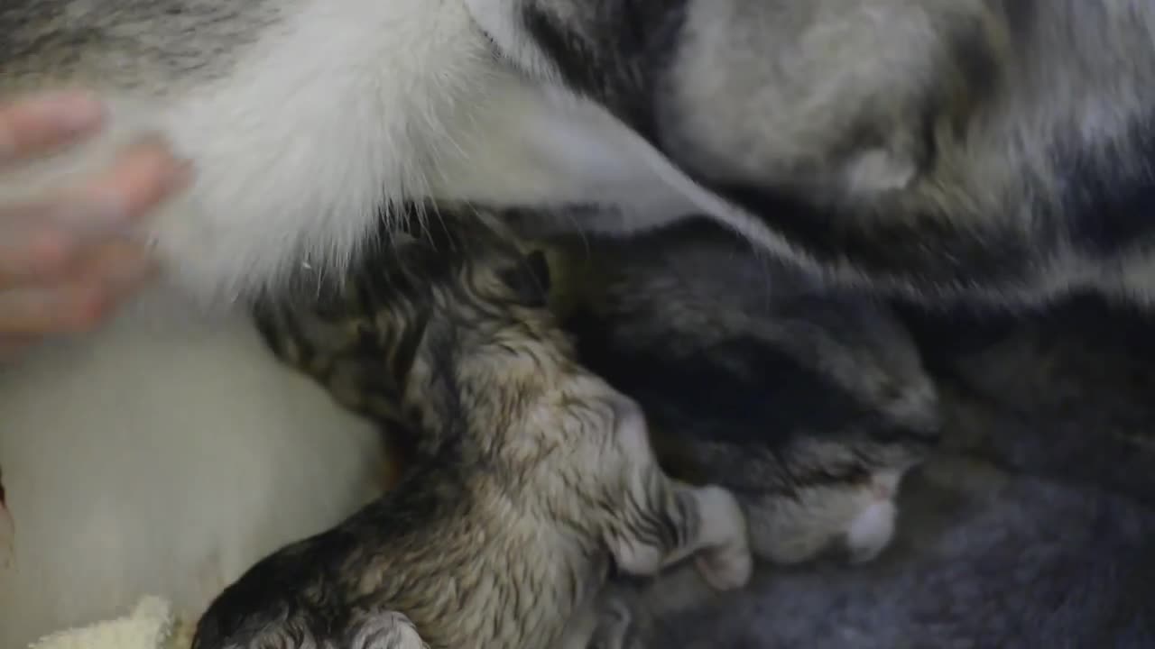 Dog giving birth to 6 new puppies.