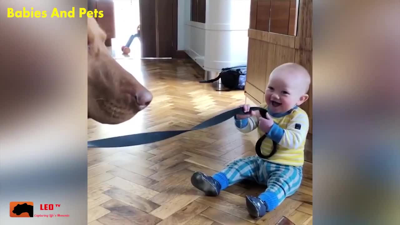 funny baby and family dog play together