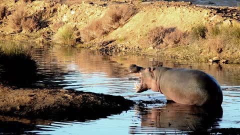 A Hipopothamus In The Water