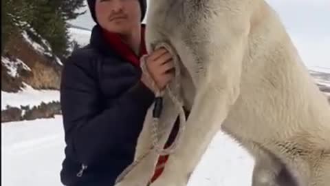 If this kangal dog was yours, what would you name it.. 🐕 ___________