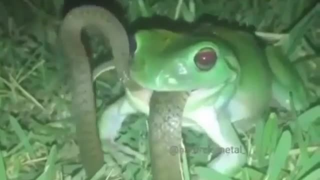 Alien frog - A frog that eats a snake