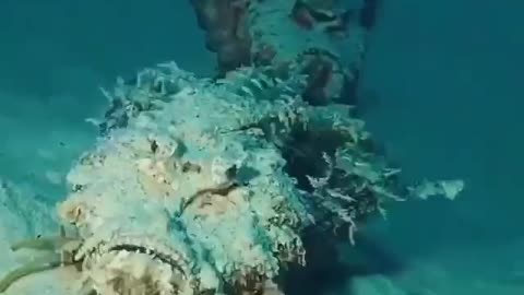 The bright and poisonous Inimicus Fish