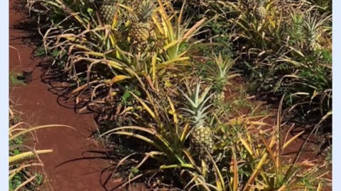 Experience the Sweet Side of Hawaii at Dole Plantation 🍍🌴