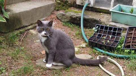 Grey Cat Stairs Animal Mammal