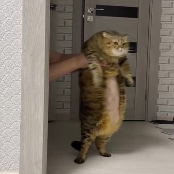 this fat cat looks confused 😂