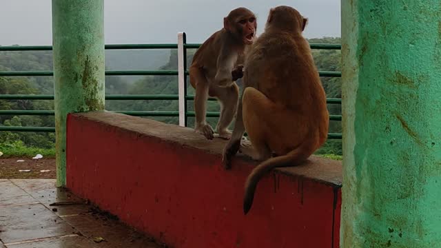 Funny monkey fighting /Monkey/ Funny animals/ WWE