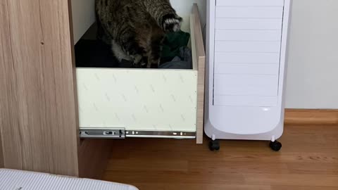 A cat that opens a drawer.