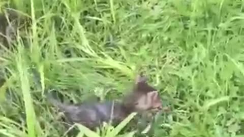 Funny animals