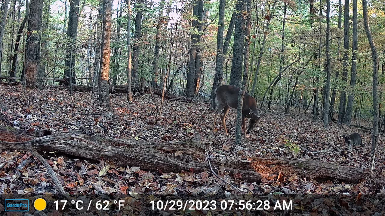 Whitetail Buck with a Raccoon