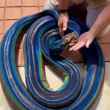 the most beautiful snake you will see now