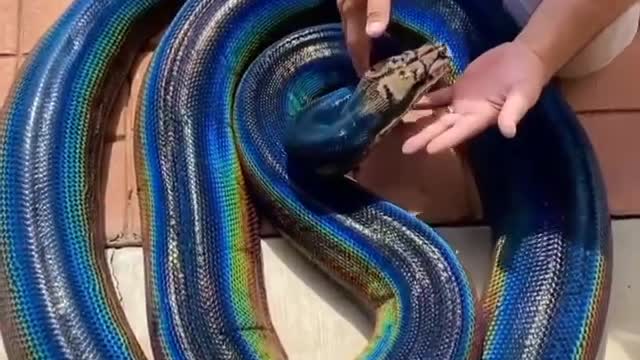 the most beautiful snake you will see now